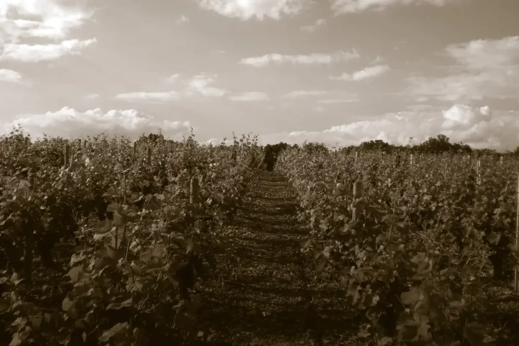 Domaine Roger Pabiot - Les rangs de vigne sur le coteau