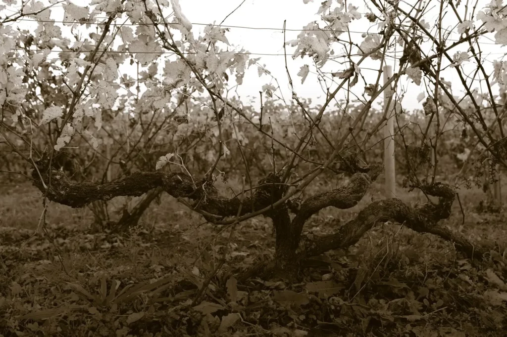 Domaine Roger Pabiot - Vigne en contre-jour
