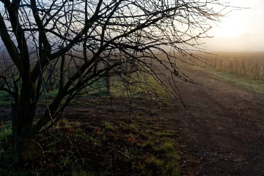Domaine Rossignol-Trapet - Arbre nu et chemin de vigne dans la brume du matin