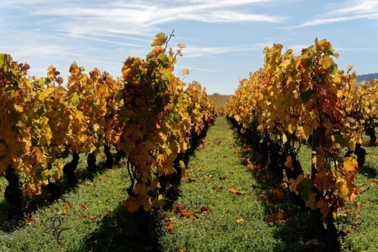 Domaine Rossignol-Trapet