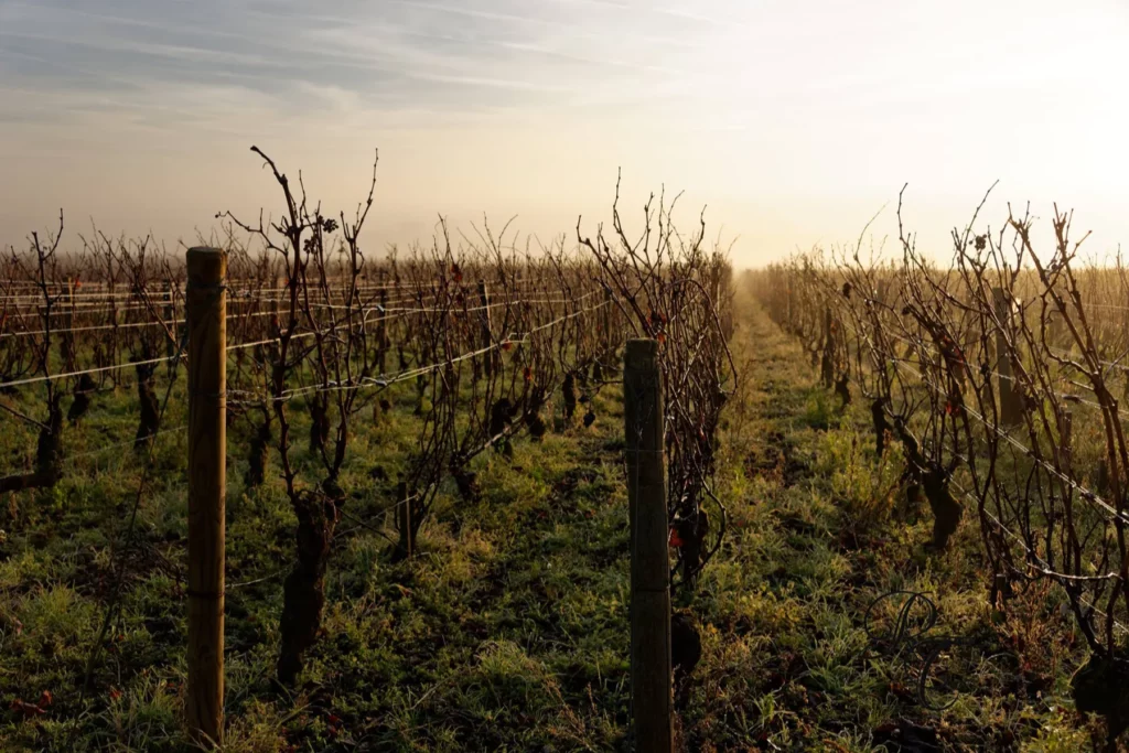 Domaine Rossignol-Trapet - Ceps nus et piquets de la vigne en hiver, au lever du jour