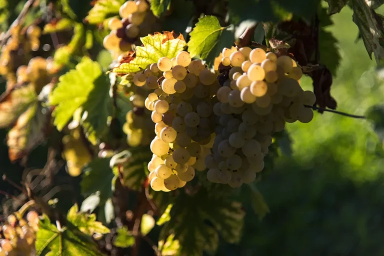Domaine Sylvain Ravier