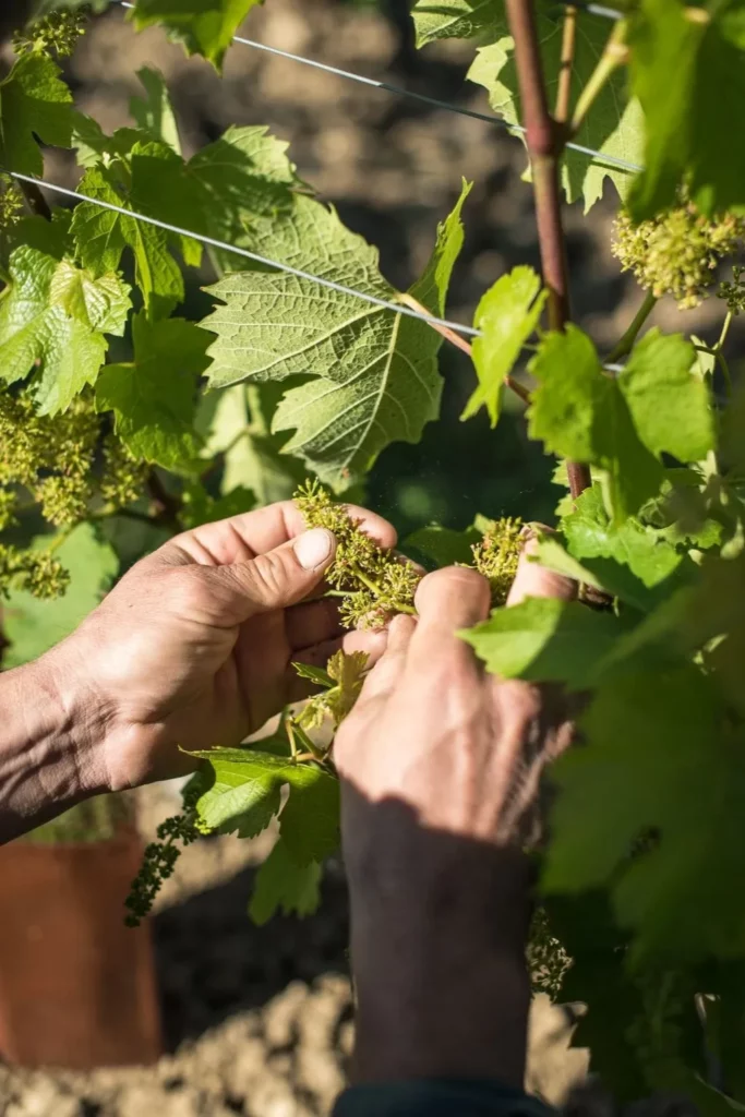 Domaine Sylvain Ravier - Mains au travail sur la vigne au printemps