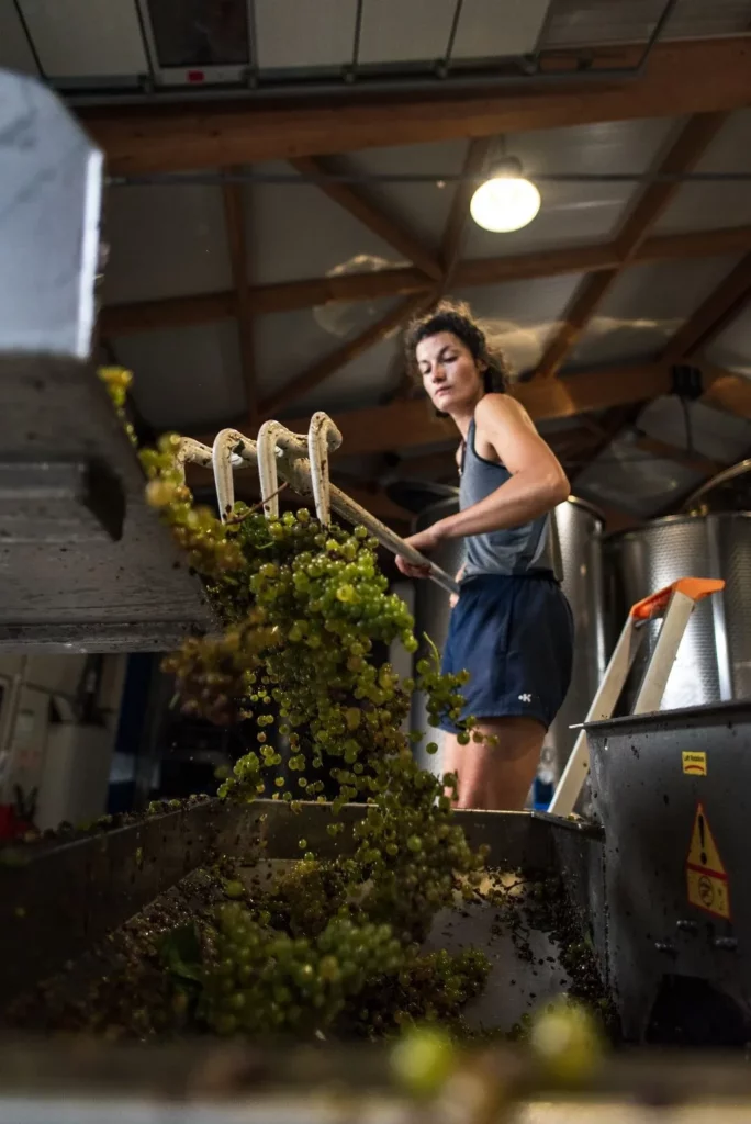 Domaine Sylvain Ravier - Raisins blancs poussés à la fourche à la réception de la vendange, au chai