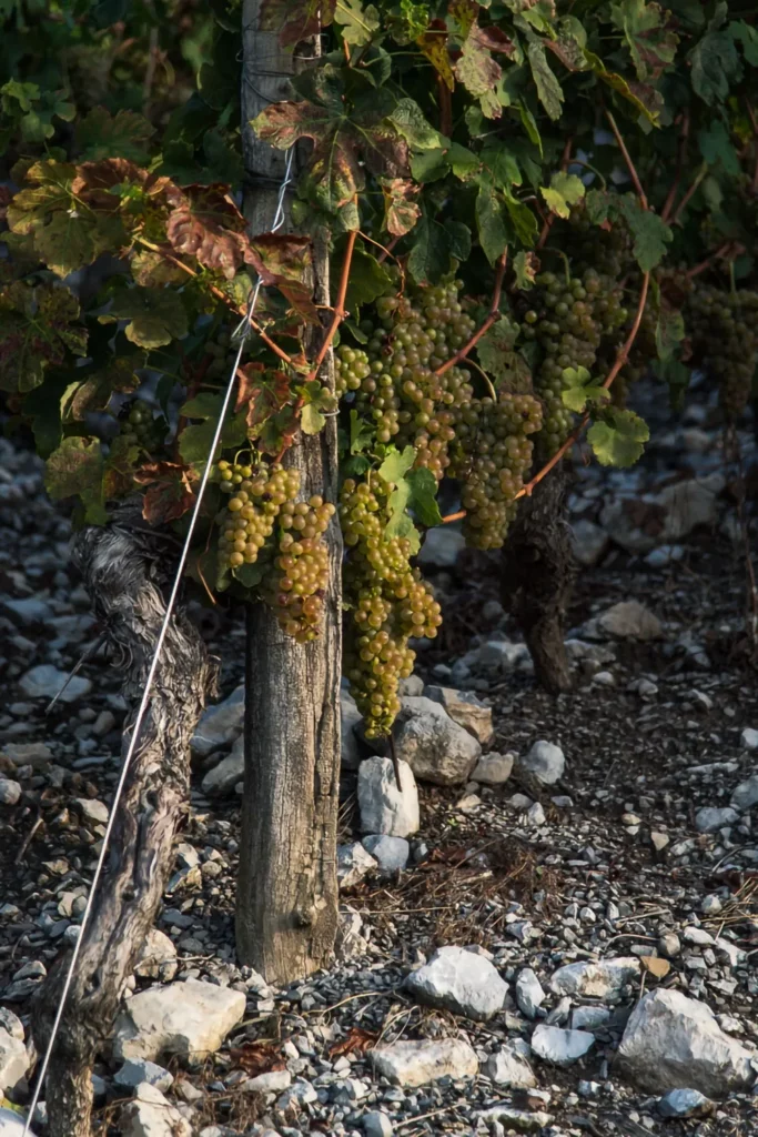 Domaine Sylvain Ravier - Vieux cep et grappes sur un sol d’éboulis calcaires