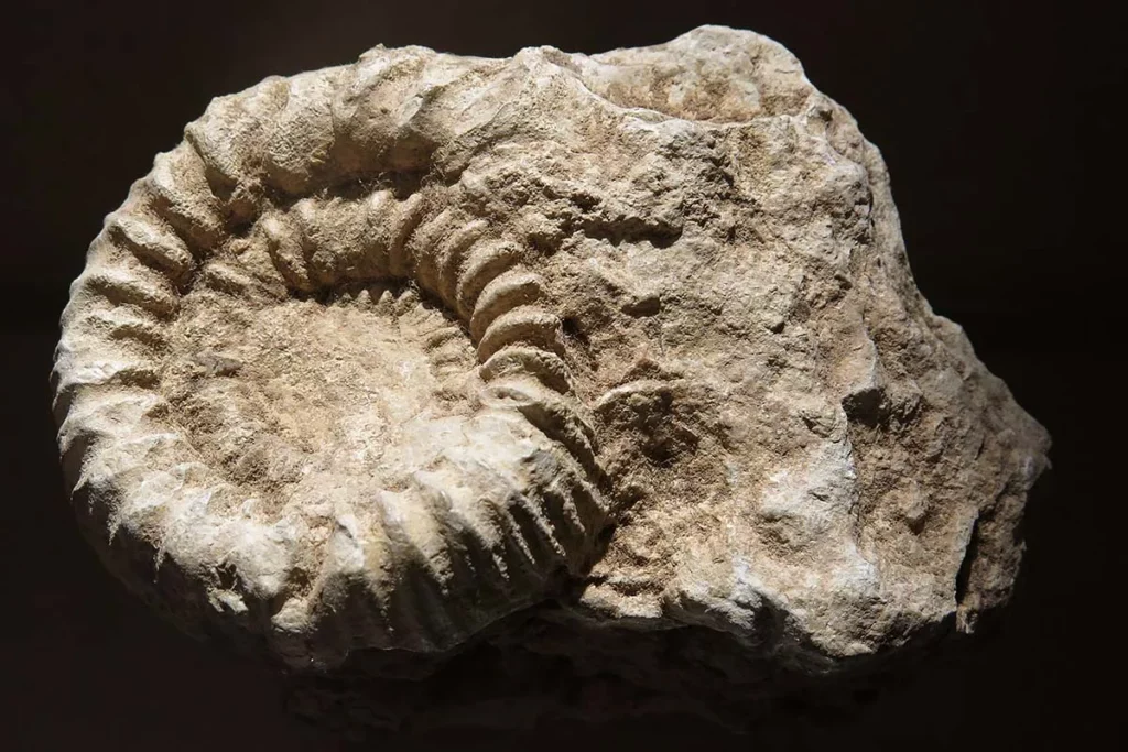 Domaine Verret - Ammonite fossile, témoin du Jurassique