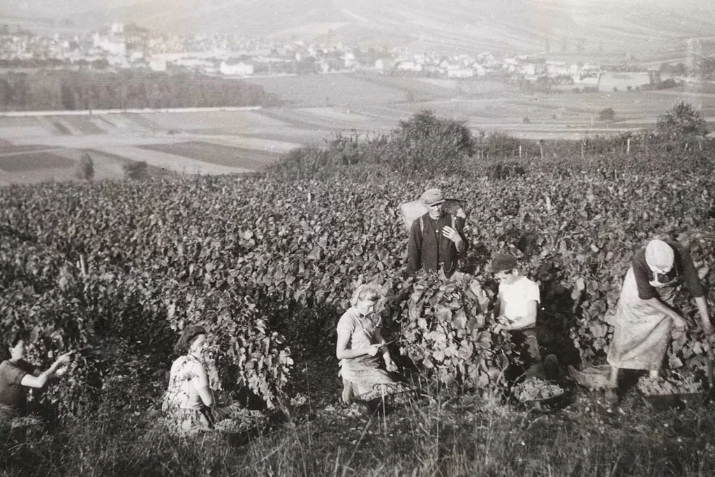Domaine Verret - Vendangeurs dans les vignes, photo d’archives