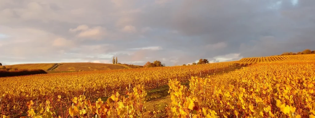 Domaine Verret - Rangs de vignes dorés par l’automne