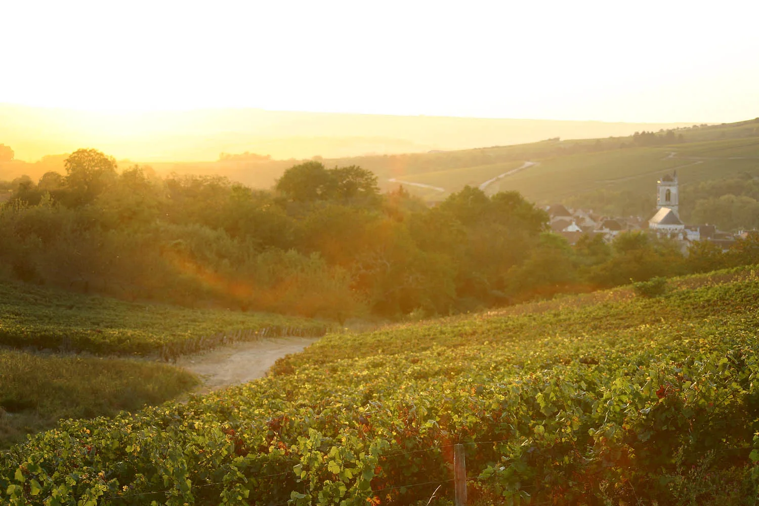 Domaine Verret - Vignes et village de l’Auxerrois au soleil couchant