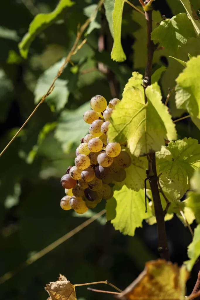 Domaine Vincent Carême - Grappe de chenin dorée sur la vigne