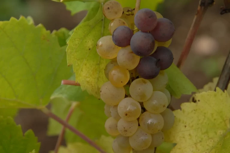 Domaine Yves Amberg