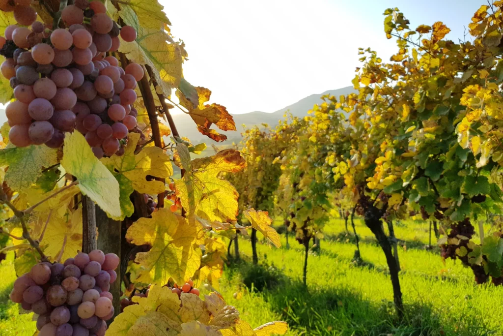 Domaine Yves Amberg - Le vignoble en automne