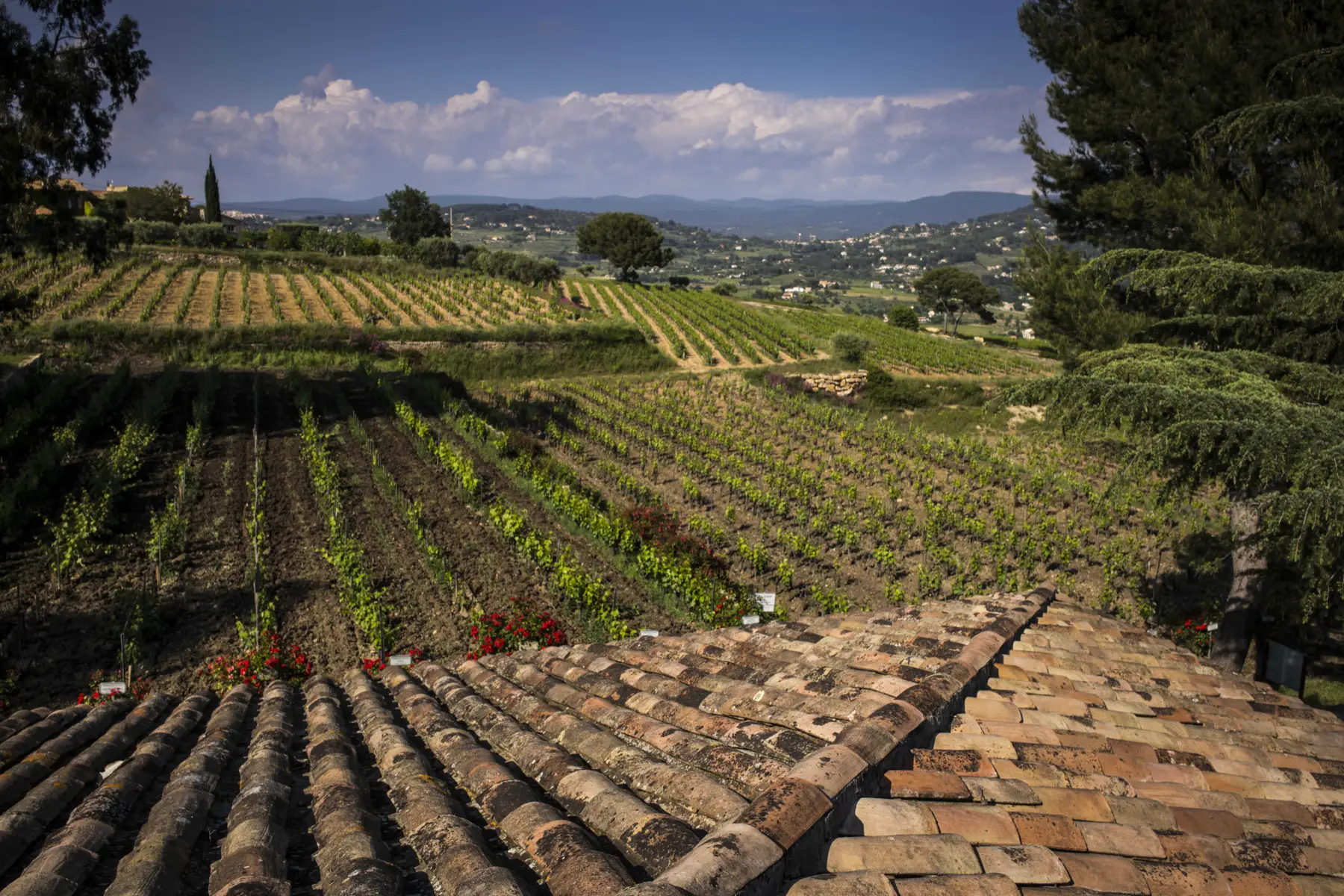Domaines Bunan - Rangs de vigne en contrebas de toits de tuiles, collines à l’horizon