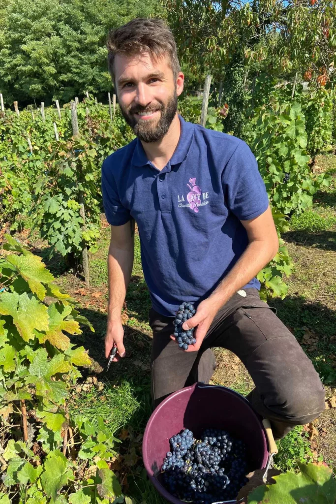 La Cave de Corentin Bouilloux - Corentin Bouilloux vendange à la main, seau de raisin noir à ses pieds