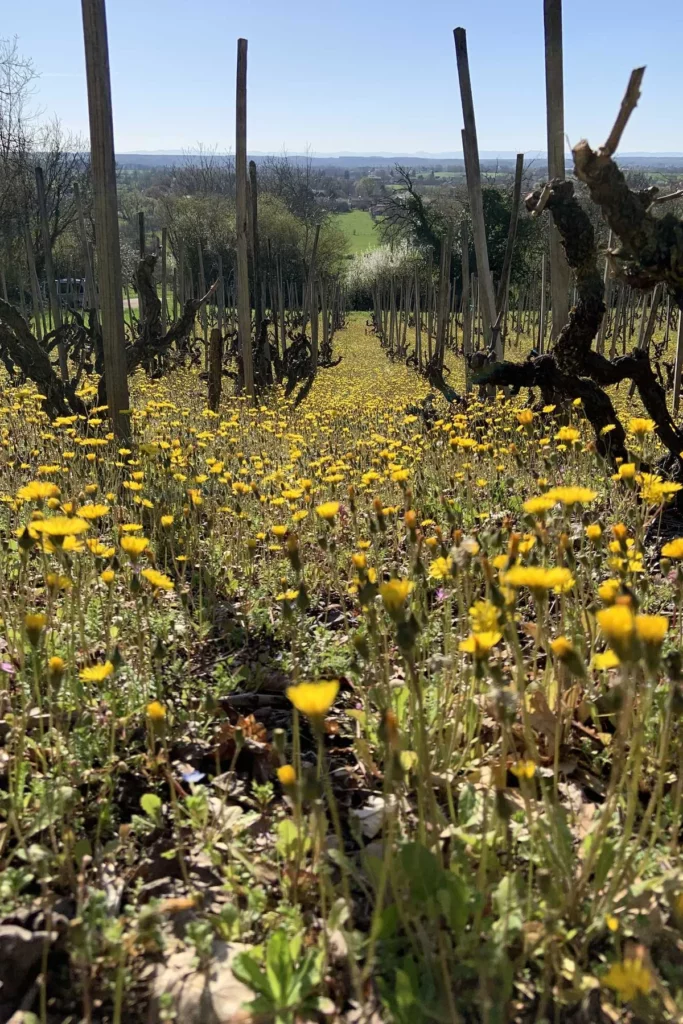 La Cave de Corentin Bouilloux - Fleurs jaunes entre les rangs de vigne au printemps
