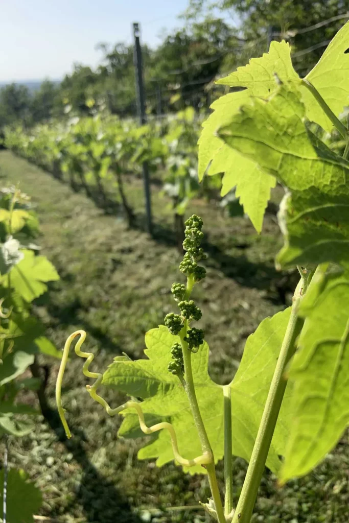 La Cave de Corentin Bouilloux - Inflorescences sur les jeunes vignes de syrah