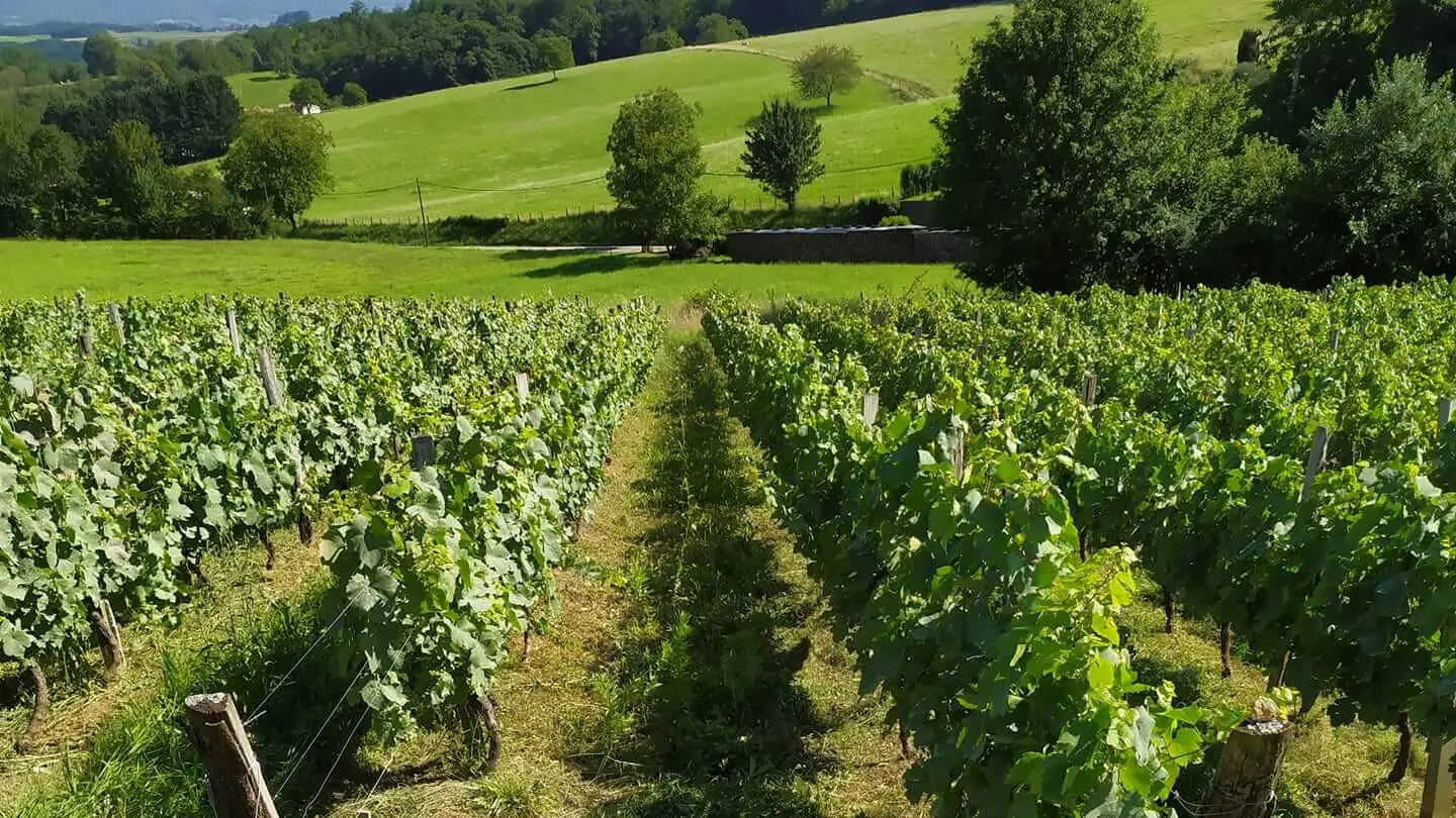 La Cave de Corentin Bouilloux - Rangs de vigne en coteau sur les pentes du Revermont