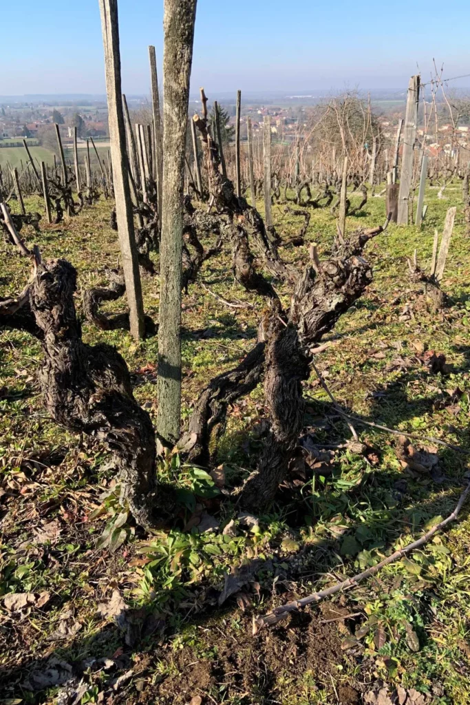 La Cave de Corentin Bouilloux - Vieux ceps taillés en hiver sur le coteau