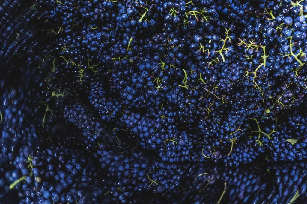 La Grange de NA - Grappes entières de raisin noir au pressoir