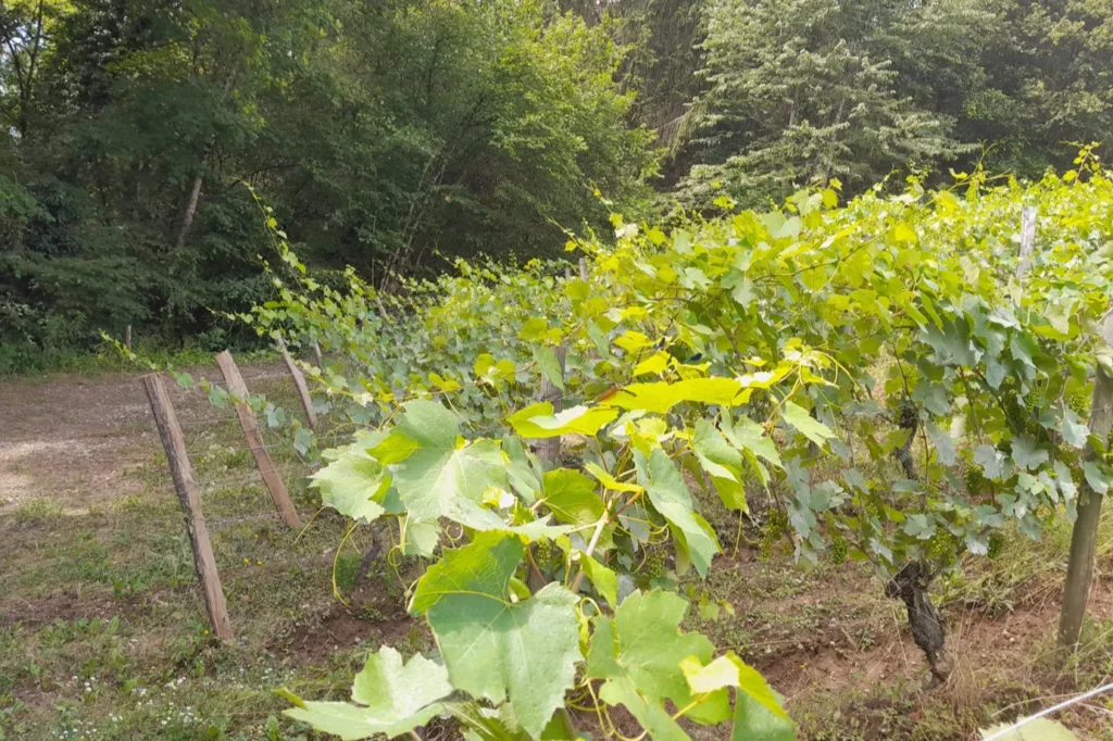 La Grange de NA - Rang de vigne enherbé en lisière de bois