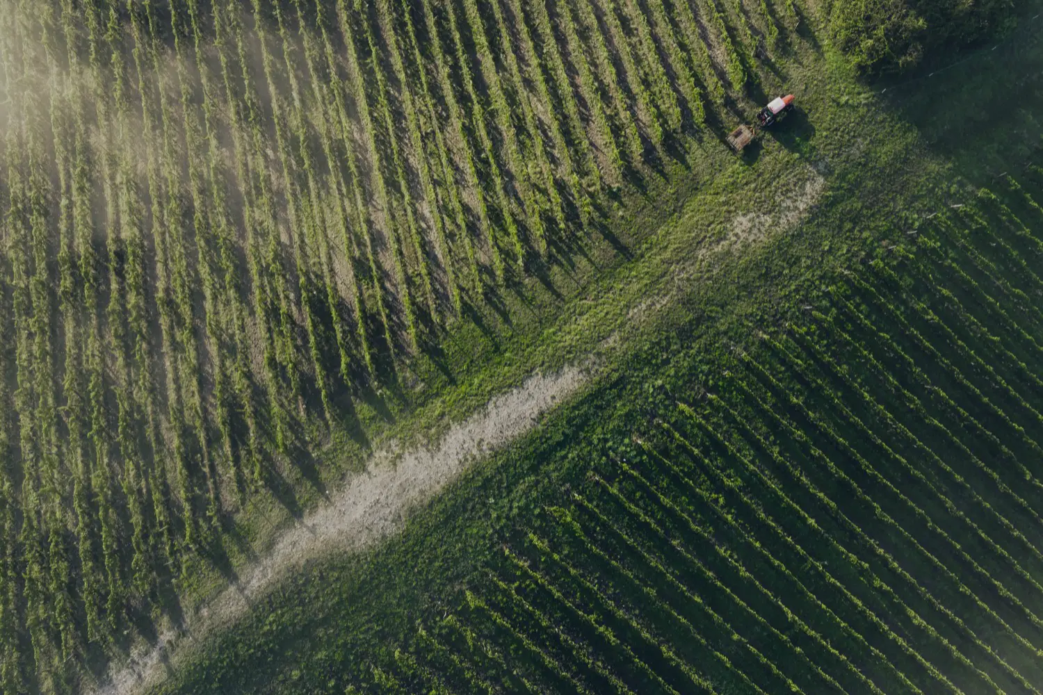 La Grange de NA - Vue aérienne des rangs de vigne et d’un tracteur au travail