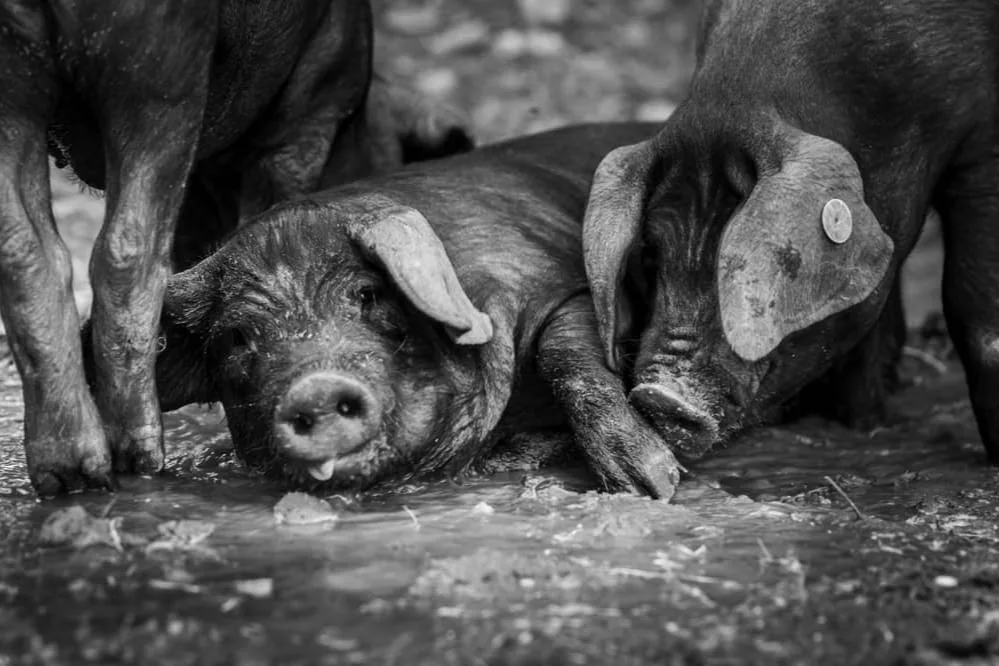 Mas del Périé - Les cochons de la Ferme du Tessou