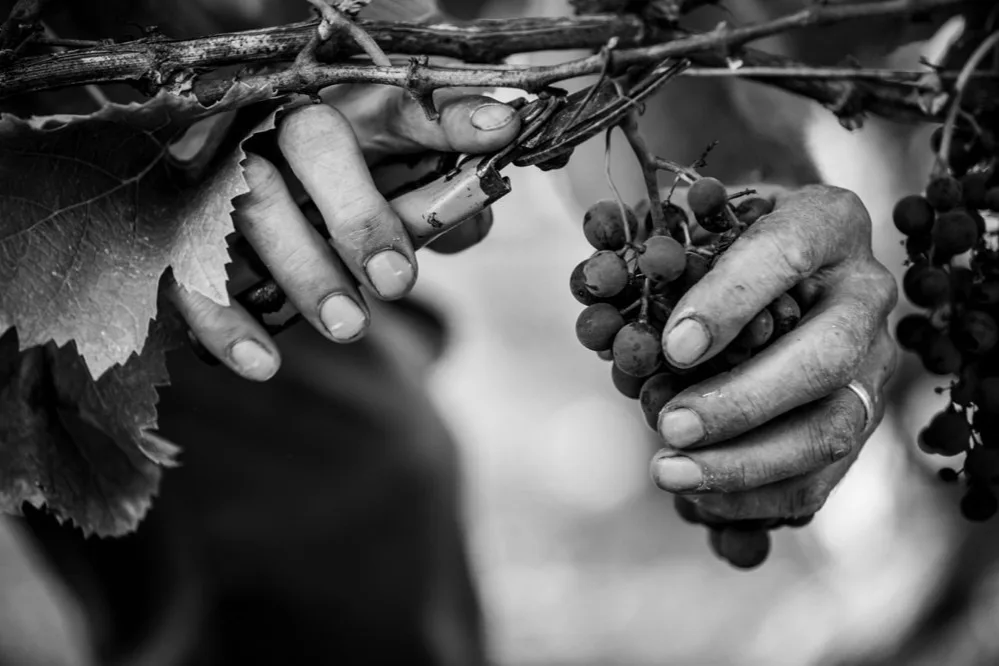 Mas del Périé - Grappes de Malbec dans les mains du vigneron