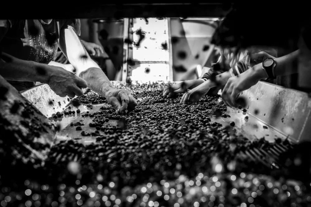 Mas del Périé - Raisins en cuve pendant les vinifications