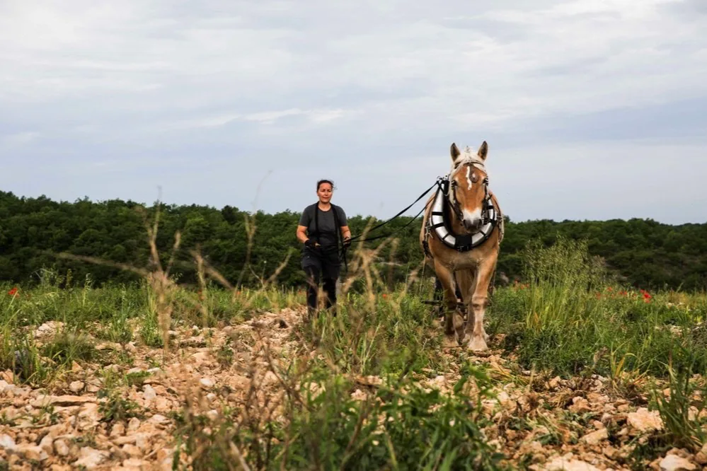 Mas del Périé - Travail du sol au cheval de trait