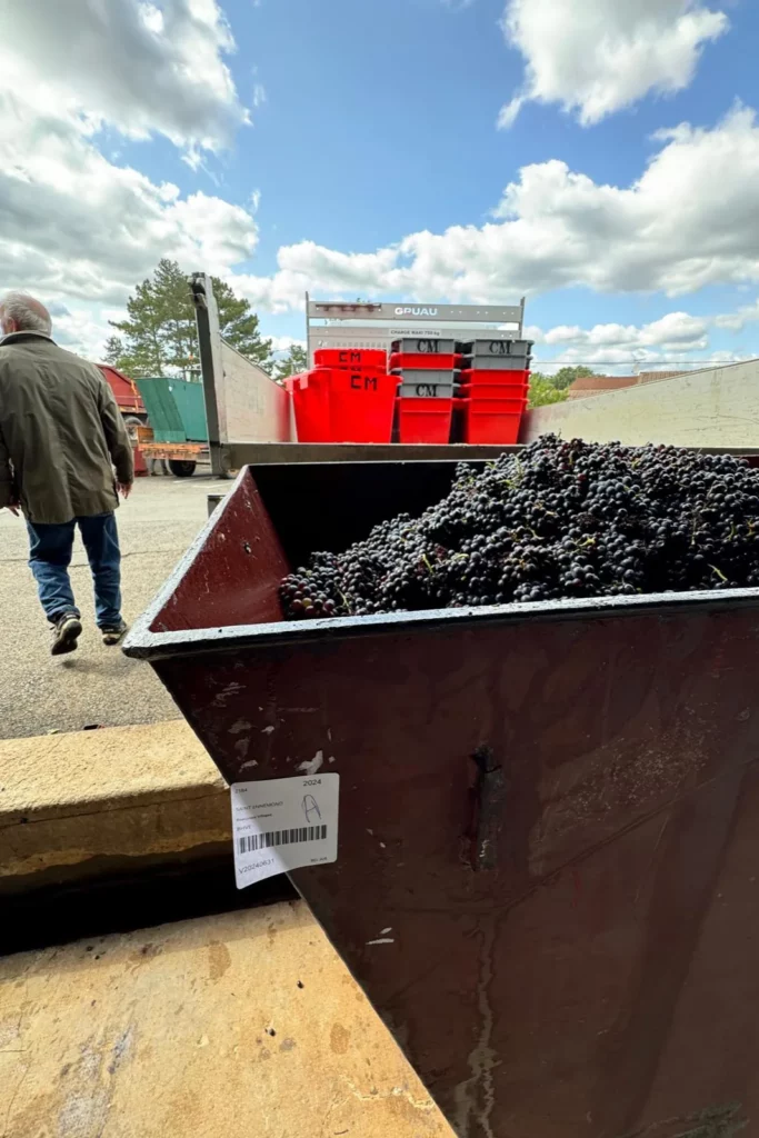 Saint-Ennemond - Benne de raisin tracée par code-barres sur le quai de la cave coopérative