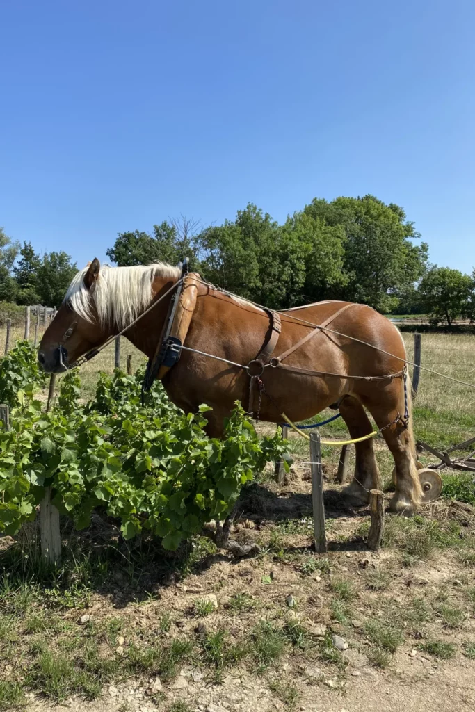 Saint-Ennemond - Cheval de trait attelé dans les rangs de vigne