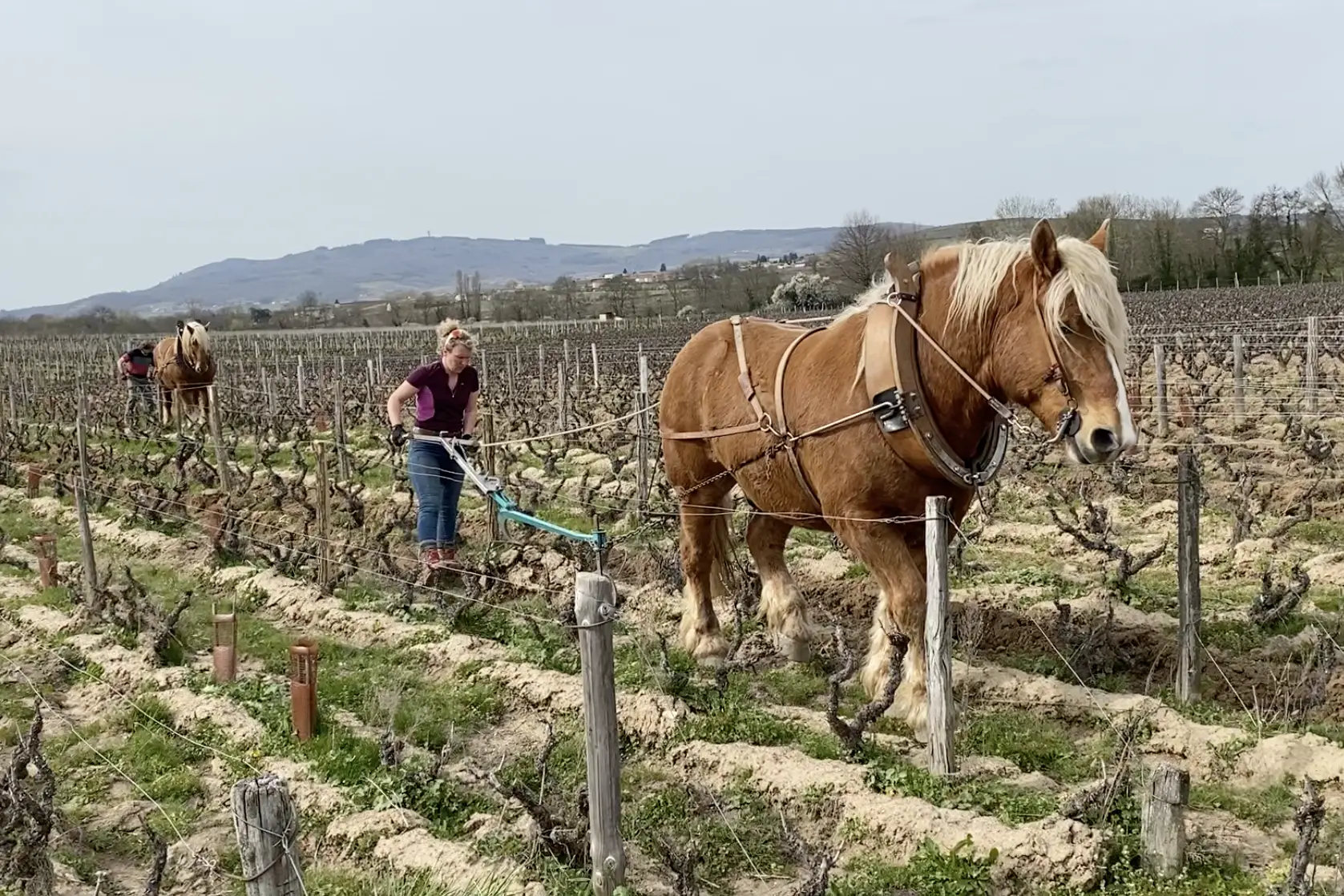 Saint-Ennemond - Labour au cheval entre les rangs de gamay