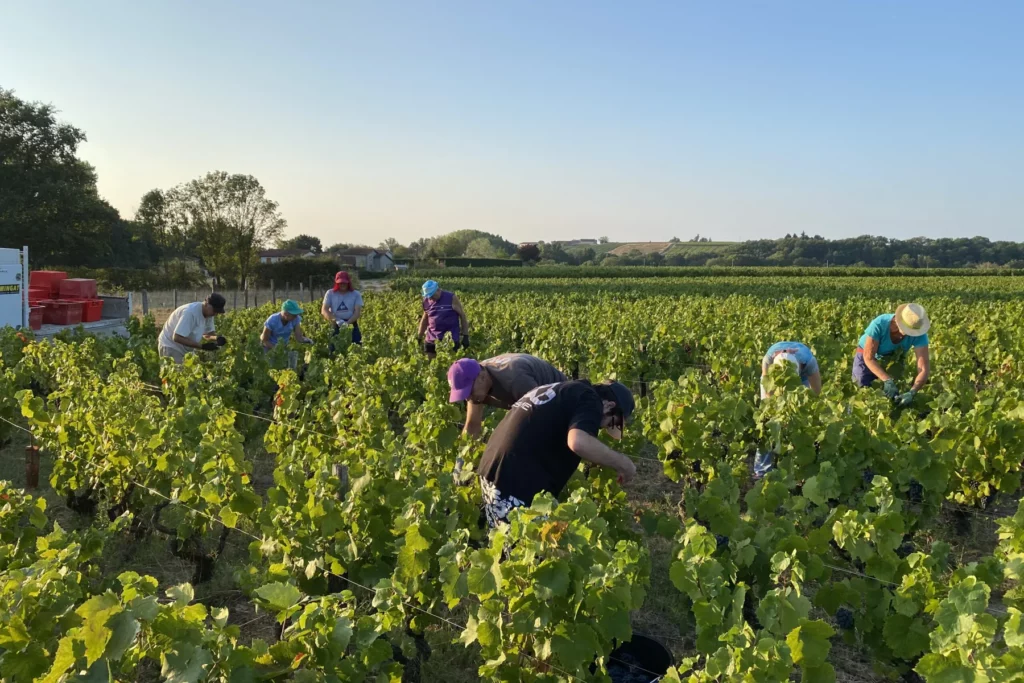 Saint-Ennemond - Vendangeurs penchés sur les rangs au petit matin
