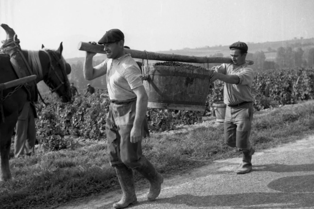 Saint-Ennemond - Vendanges de 1951, une benne de raisin portée à l’épaule