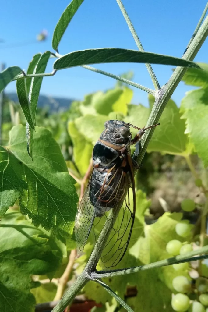 Sinaca Villa - Cigale posée sur un rameau de vigne près des grappes vertes