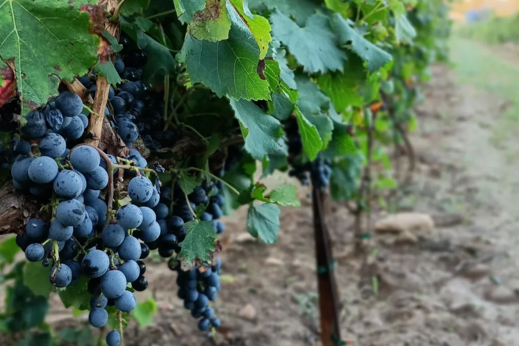 Sinaca Villa - Grappes noires mûres sur le fil de palissage
