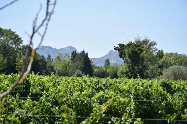 Sinaca Villa - Vignes en feuilles devant les reliefs rocheux, à Sénas