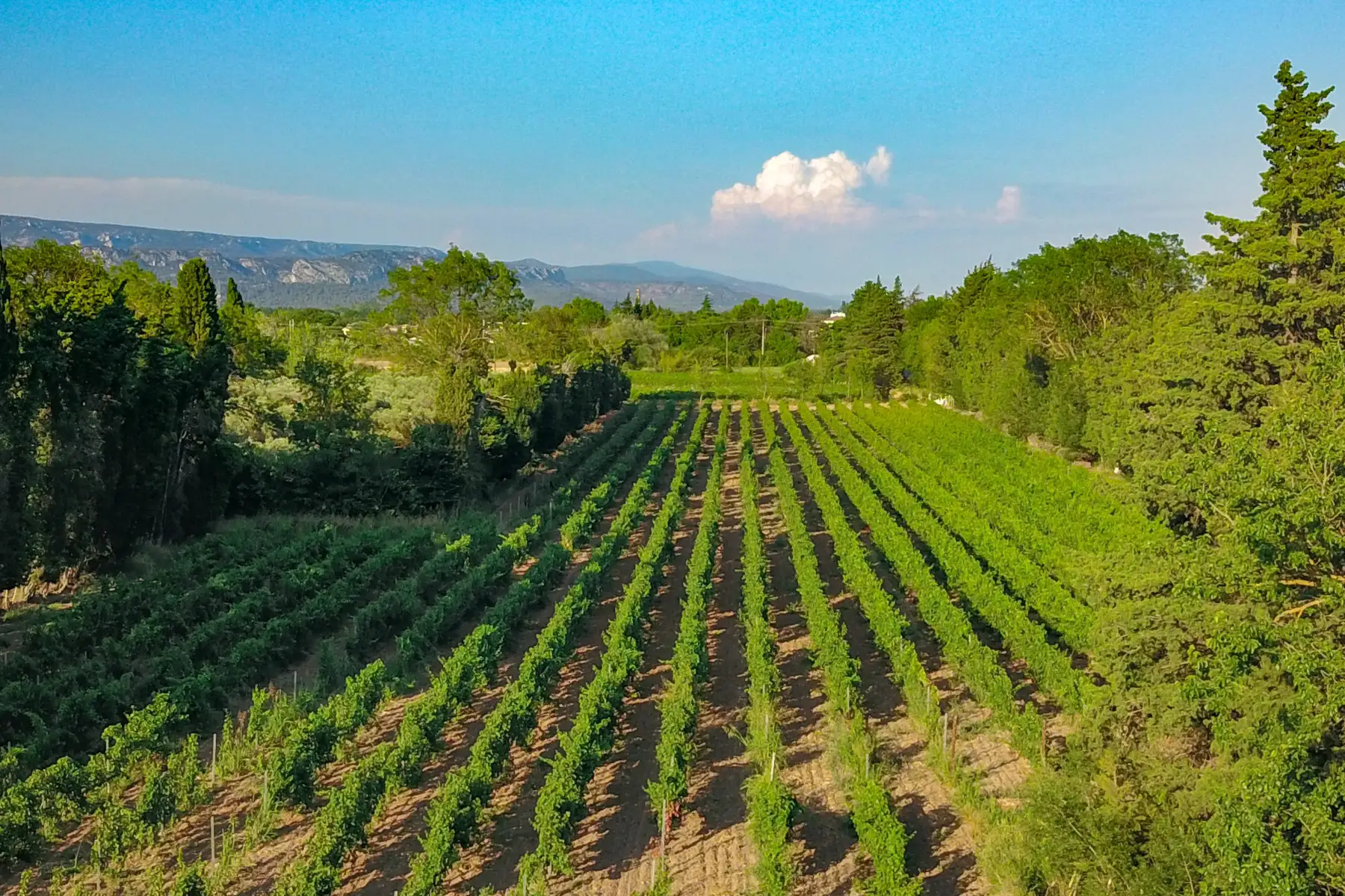 Sinaca Villa - Le vignoble vu du ciel, rangs de vigne et reliefs à l’horizon