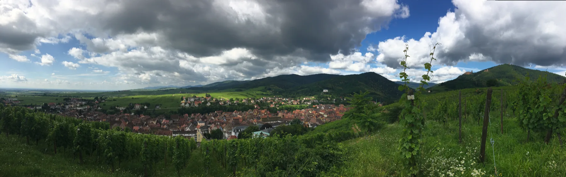 Vins Henry Fuchs - Ribeauvillé et les Vosges vus depuis les vignes du coteau