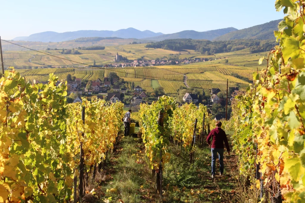 Vins Henry Fuchs - Vendanges à la main dans les rangs dorés de l’automne