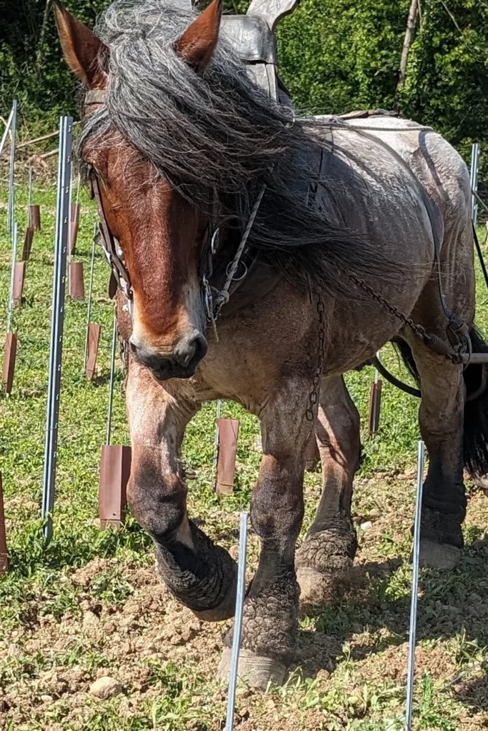 Vins Vivants - Cheval de trait au travail dans les rangs de jeunes plants
