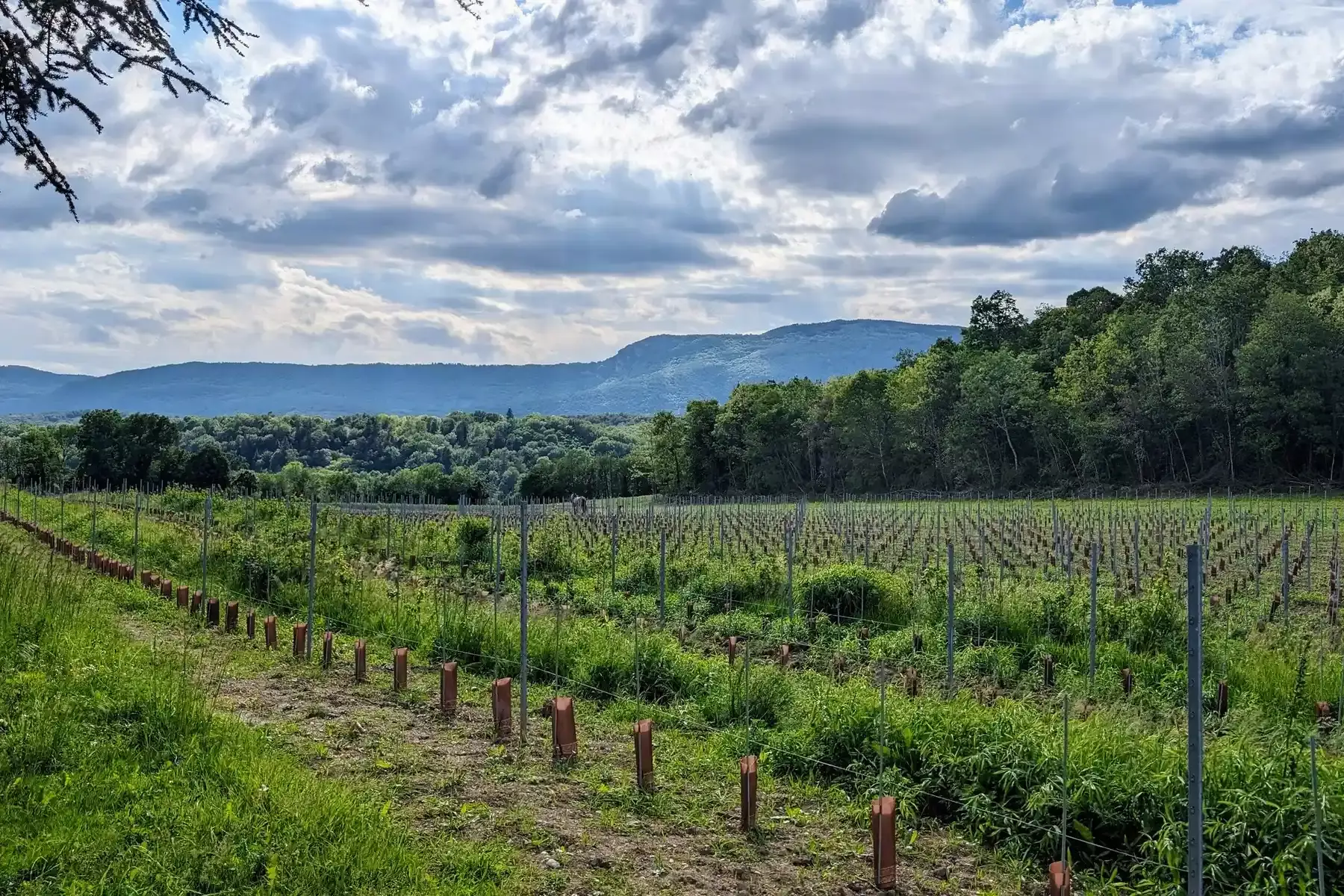 Vins Vivants - Jeunes vignes plantées en 2024 en lisière de forêt, face aux montagnes