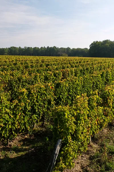 Angélique Léon - Rangs de vigne en plaine sous un ciel clair