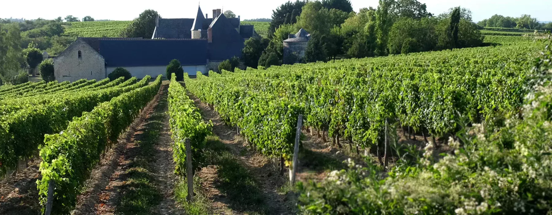 Angélique Léon - Rangs de vigne en AOC Chinon, du côté de Danzay