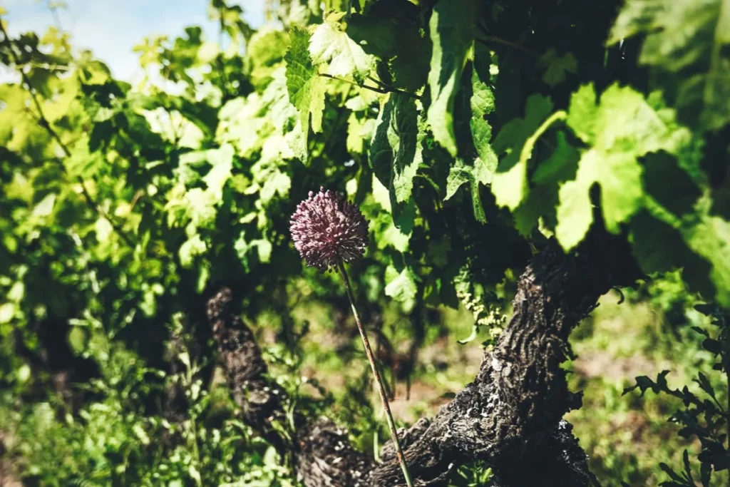 Causse Marines - Fleur sauvage montée au pied d’un vieux cep