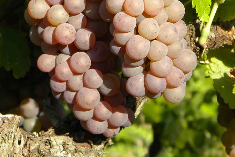 Causse Marines - Grappe de mauzac rose sur un vieux bois
