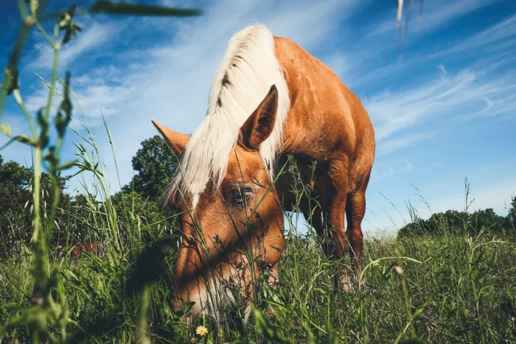 Causse Marines - Lulu, cheval comtois du domaine, dans l’herbe haute