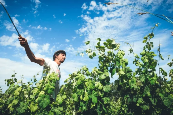 Causse Marines - Patrice Lescarret au travail dans ses vignes à Vieux