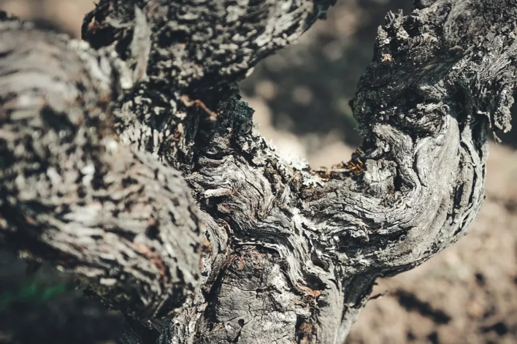 Causse Marines - Tronc noueux d’un vieux cep de vigne