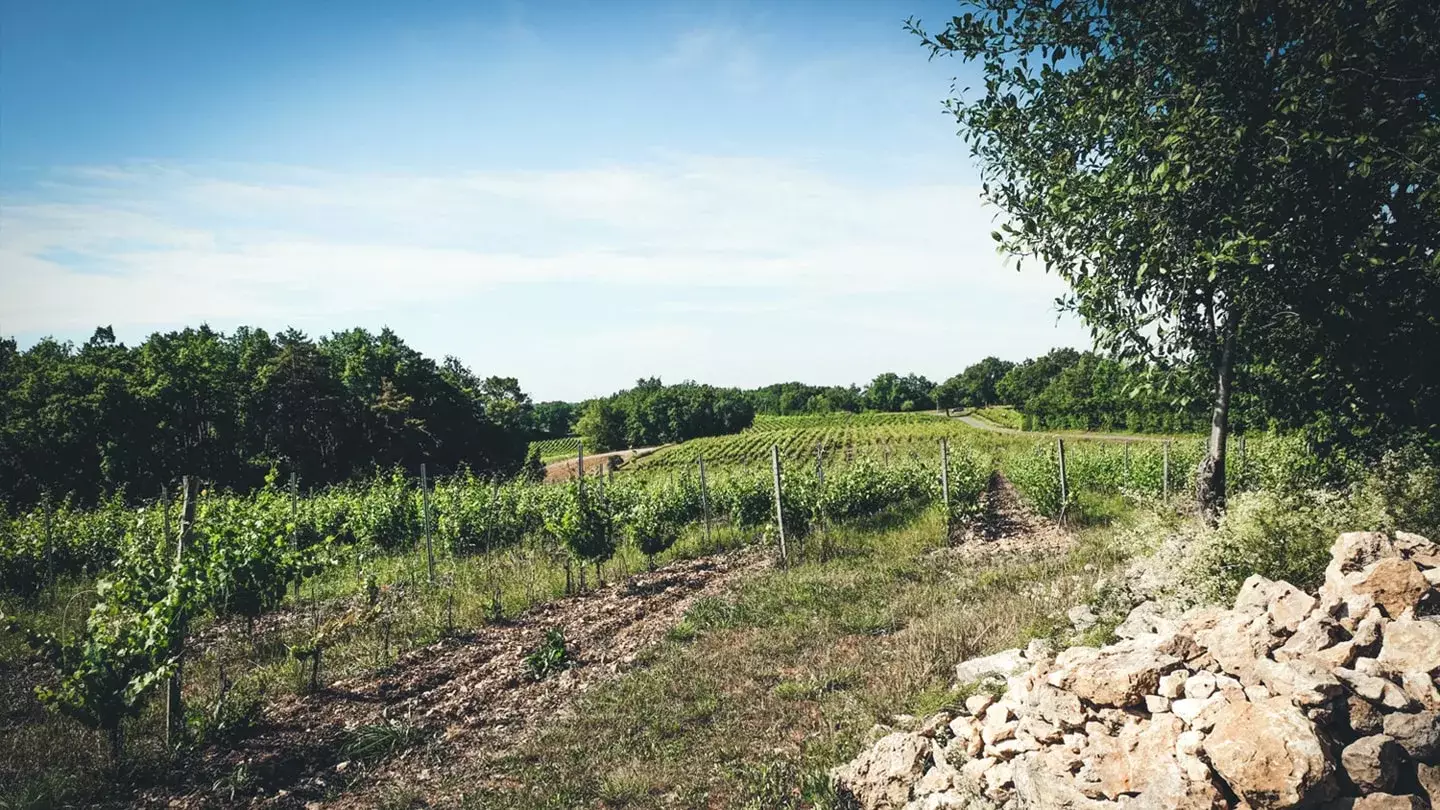 Causse Marines - Vignes et tas de pierres calcaires retirées des parcelles